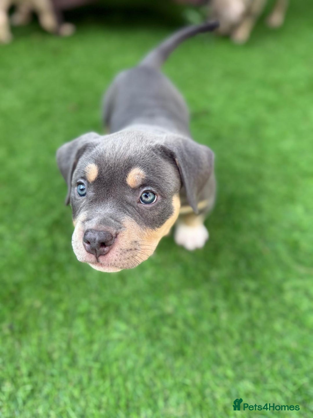 American Bully dogs for sale: American Bully Pocket  - Image 20
