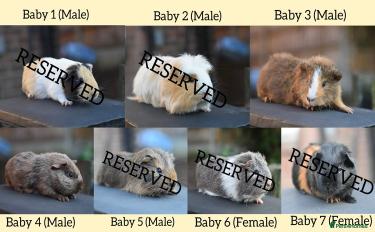 Guinea Pig rodents in Wigan - Advert 1