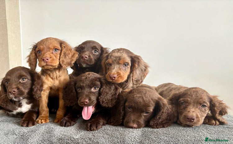 Cocker Spaniel dogs - Advert 1