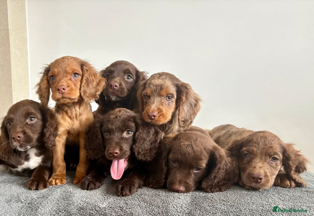 Cocker Spaniel dogs for sale: Cocker spaniel puppies  - Image 1