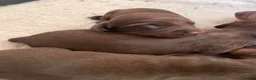 Dachshund dogs for sale: Beautiful Dachshunds  in Gloucester - Advert 7