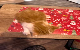 Domestic Shorthair cats for sale: 4 lovely little kittens  - Advert 5