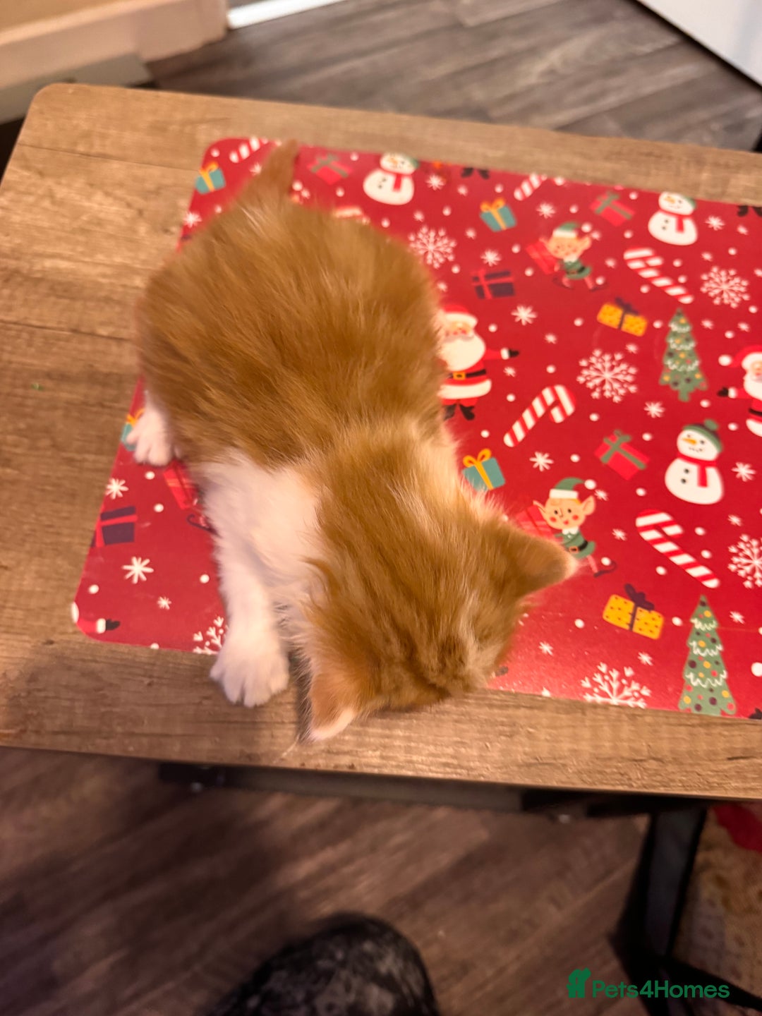 Domestic Shorthair cats for sale: 4 lovely little kittens  - Advert 5