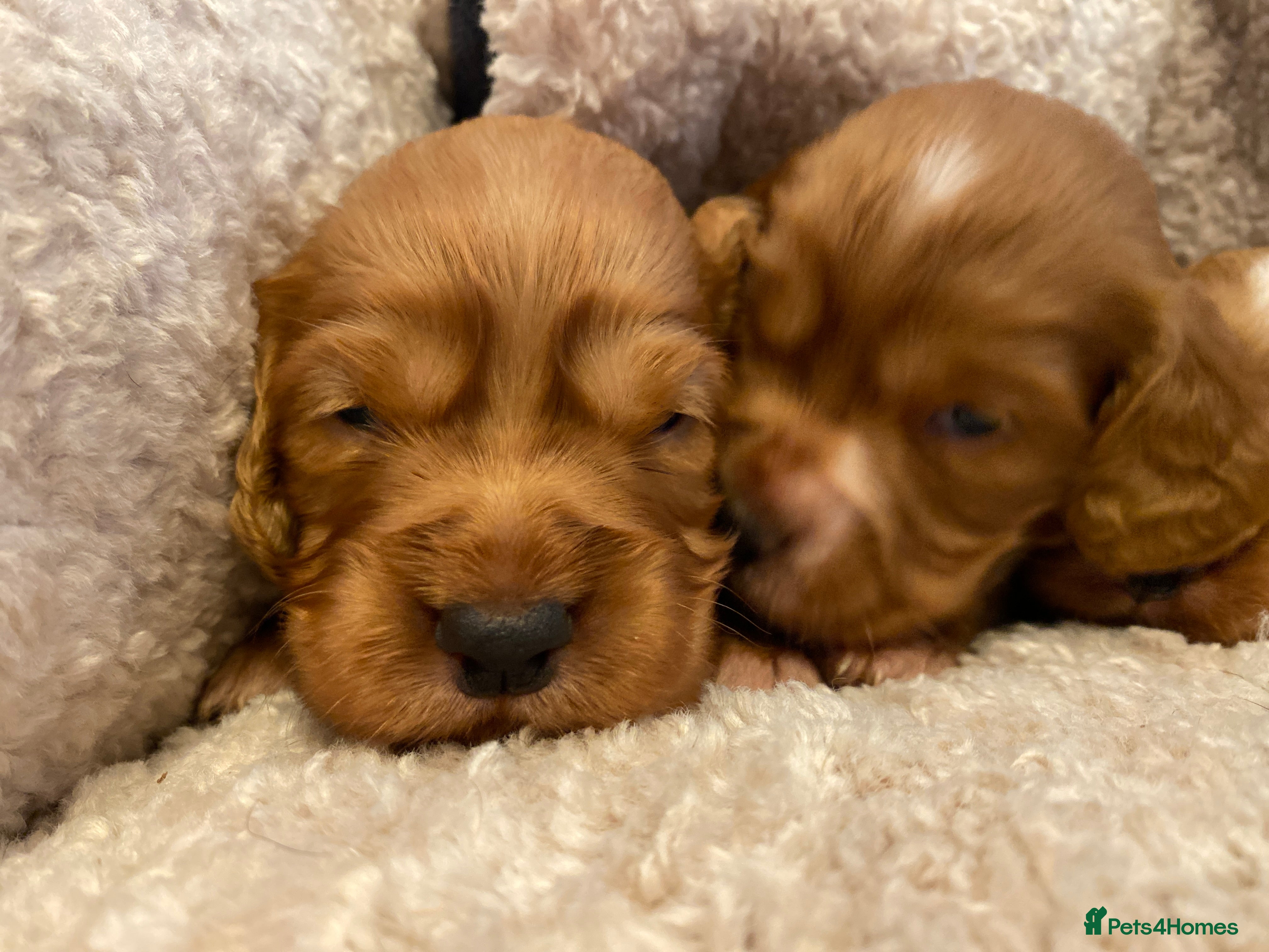 Cocker Spaniel dogs KC Working Cocker Spaniel Puppies  - Advert 1