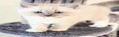 Breeze (Purple Collar) – Female: Blue Mitted