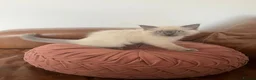 Ragdoll cats for sale: Beautiful Ragdoll kittens for sale - Advert 7
