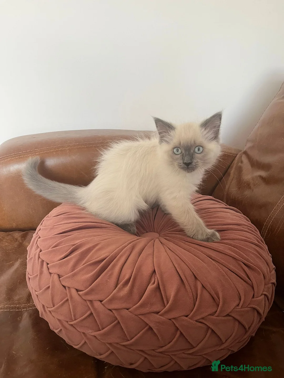Ragdoll cats for sale: Beautiful Ragdoll kittens for sale - Advert 7