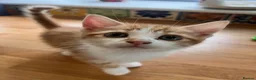 Domestic Shorthair cats for sale: 2 beautiful kittens for sale  in Blackburn - Advert 4