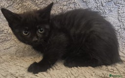 Mixed Breed cats for sale: New Homes Wanted - Image 2