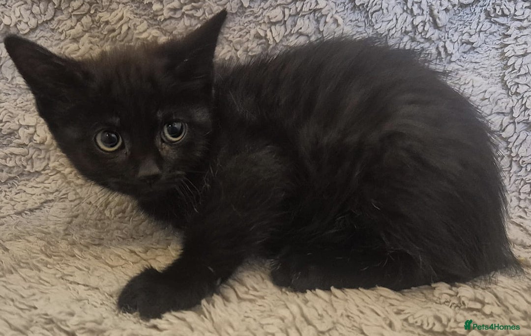 Mixed Breed cats for sale: New Homes Wanted - Image 2