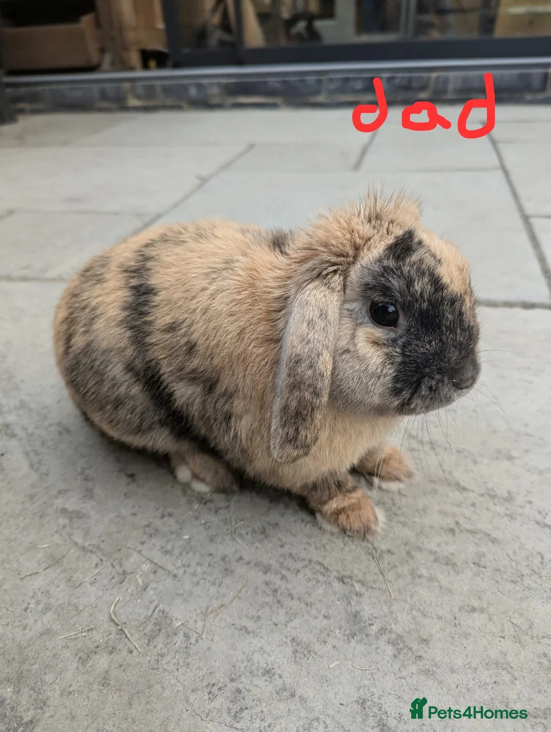 French Lop rabbits for sale: Beautiful French lop/Mini lop - Advert 12