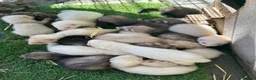 Ferret rodents for sale: Young ferrets and polecats ready now - Advert 6