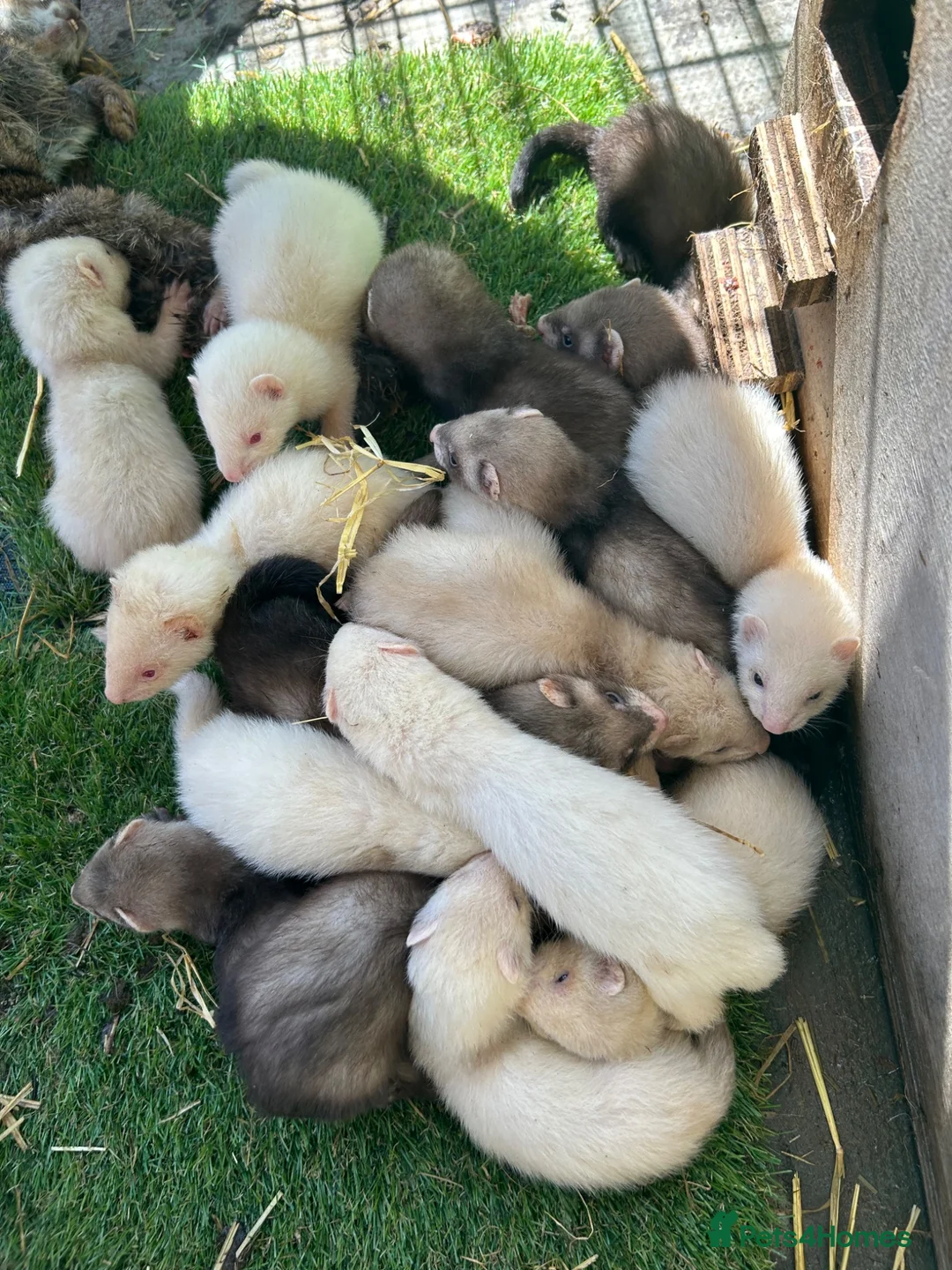 Ferret rodents for sale: Young ferrets and polecats ready now - Advert 6