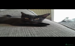Domestic Shorthair cats for sale: 2 Beautiful boys need rehoming - Image 5