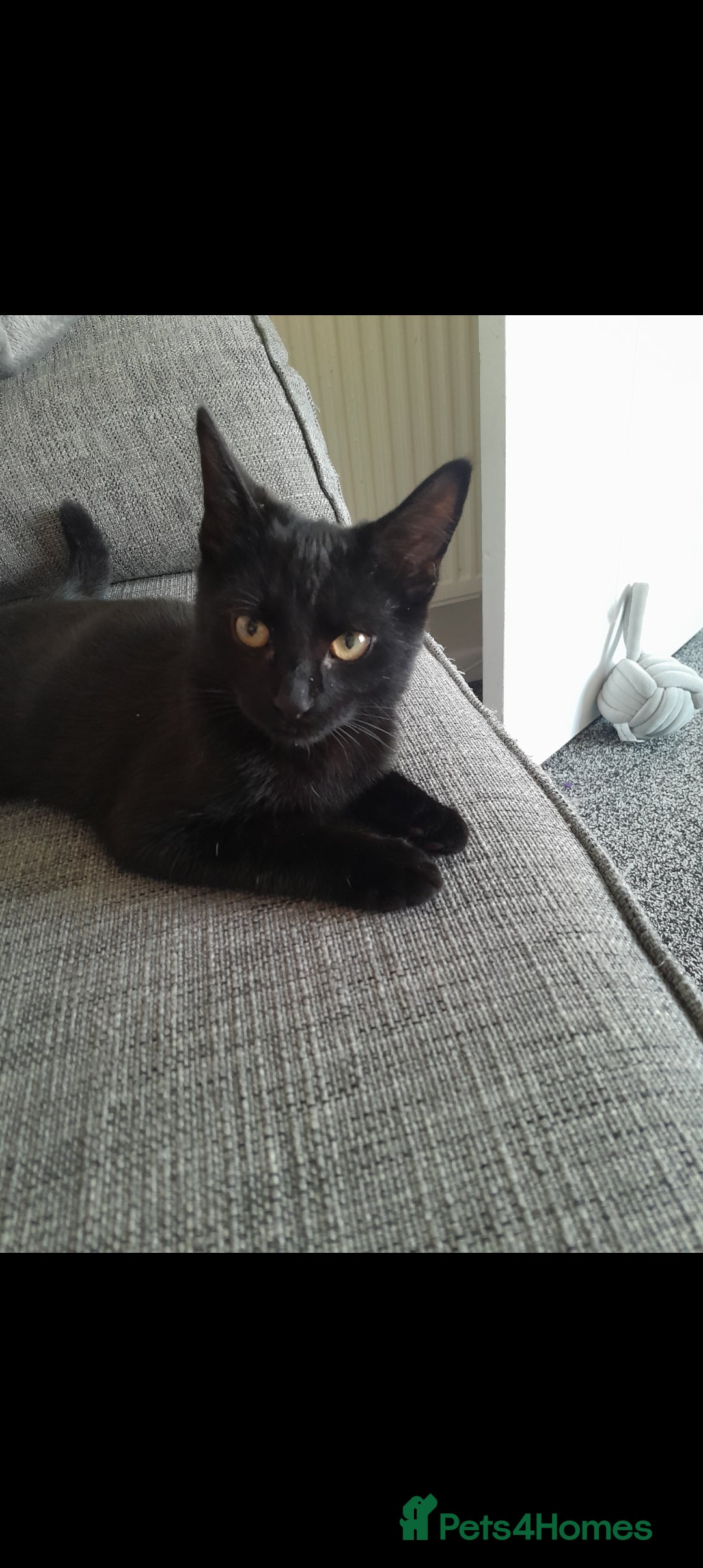 Domestic Shorthair cats for sale: 2 Beautiful boys need rehoming - Image 5