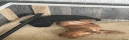 Mixed Breed dogs for sale: Adorable Cockapoo Puppies - Advert 8