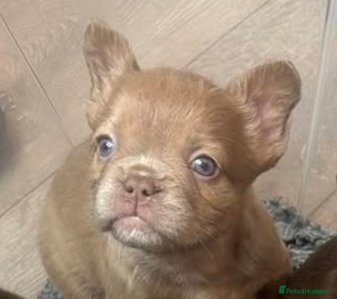 French Bulldog dogs for sale: READY TO LEAVE THIS WEEKEND FLUFFY FRENCH BULLDOGS - Advert 32