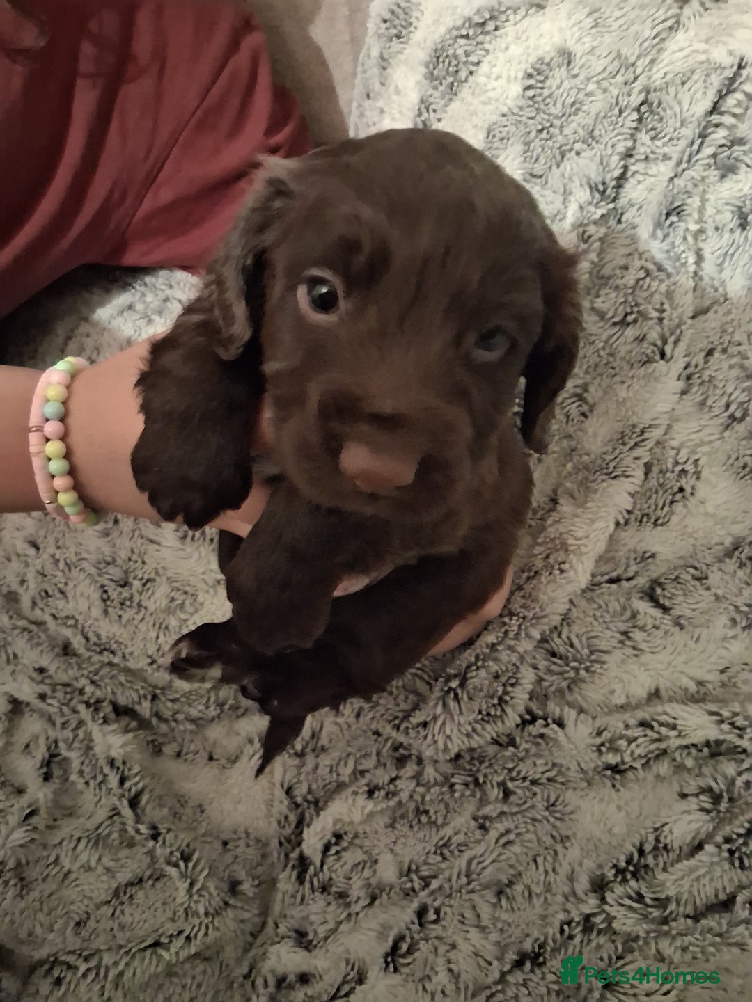 Cocker Spaniel dogs for sale: Chunky chocolate cooker spaniel puppies - Advert 12