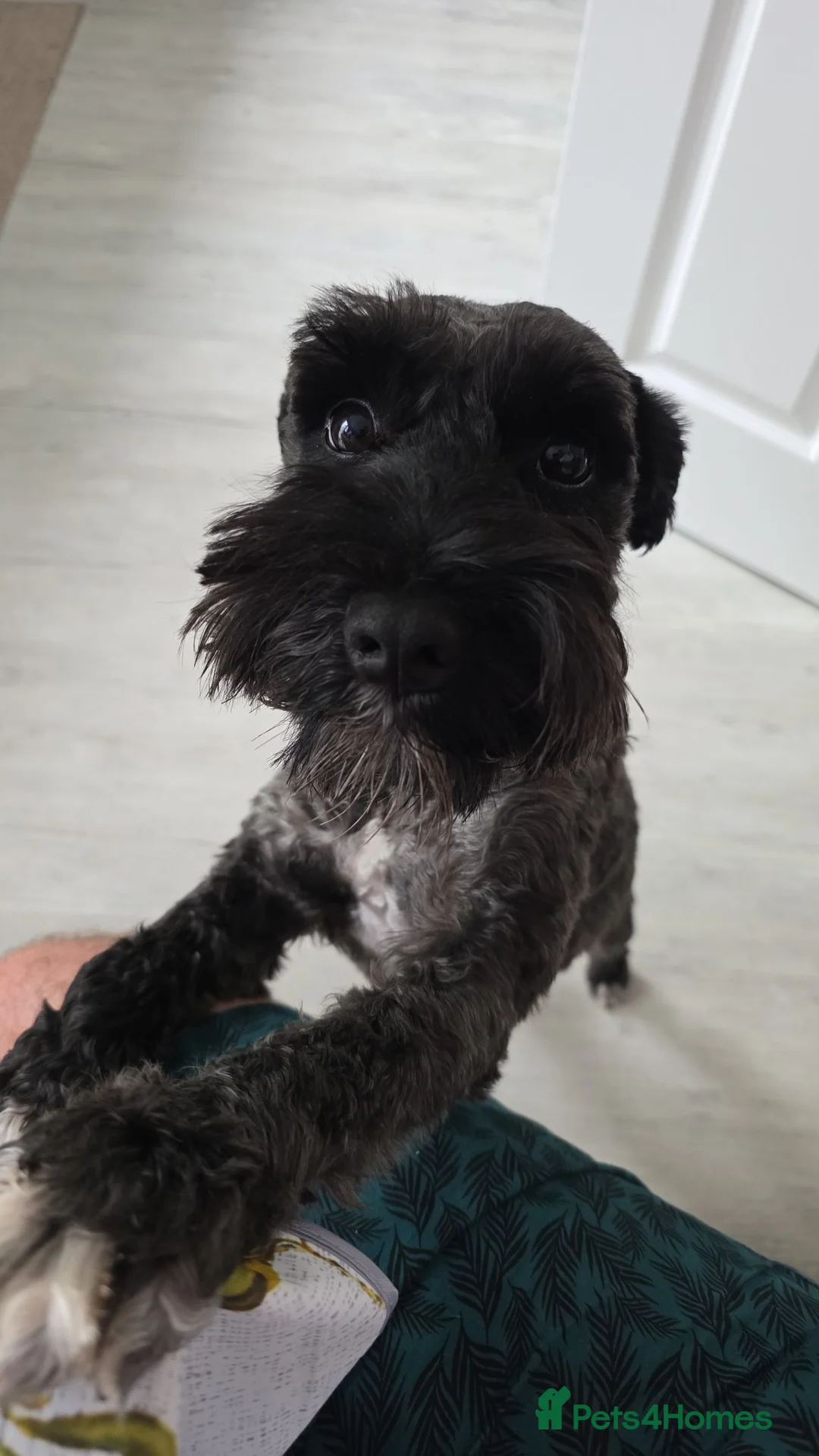 Miniature Schnauzer dogs for stud: Miniature Schnauzer Stud – KC Registered – Spirit in Sutton-in-Ashfield - Advert 5