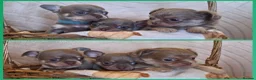 Chihuahua dogs for sale: Lilac and cream chihuahua puppys in Thirsk - Advert 1