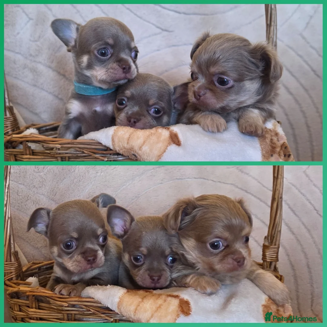Chihuahua dogs for sale: Lilac and cream chihuahua puppys in Thirsk - Advert 1