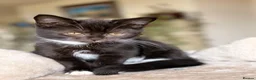 Mixed Breed cats for sale: GORGEOUS KITTENS - Advert 16