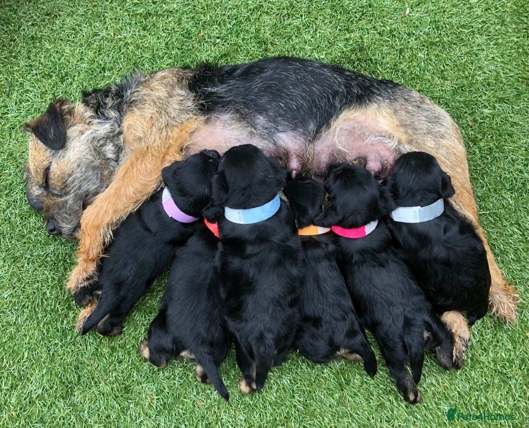 Border Terrier dogs BORDER TERRIERS PUPPIES - Advert 2