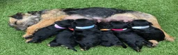 Border Terrier dogs for sale: BORDER TERRIERS PUPPIES - Advert 2
