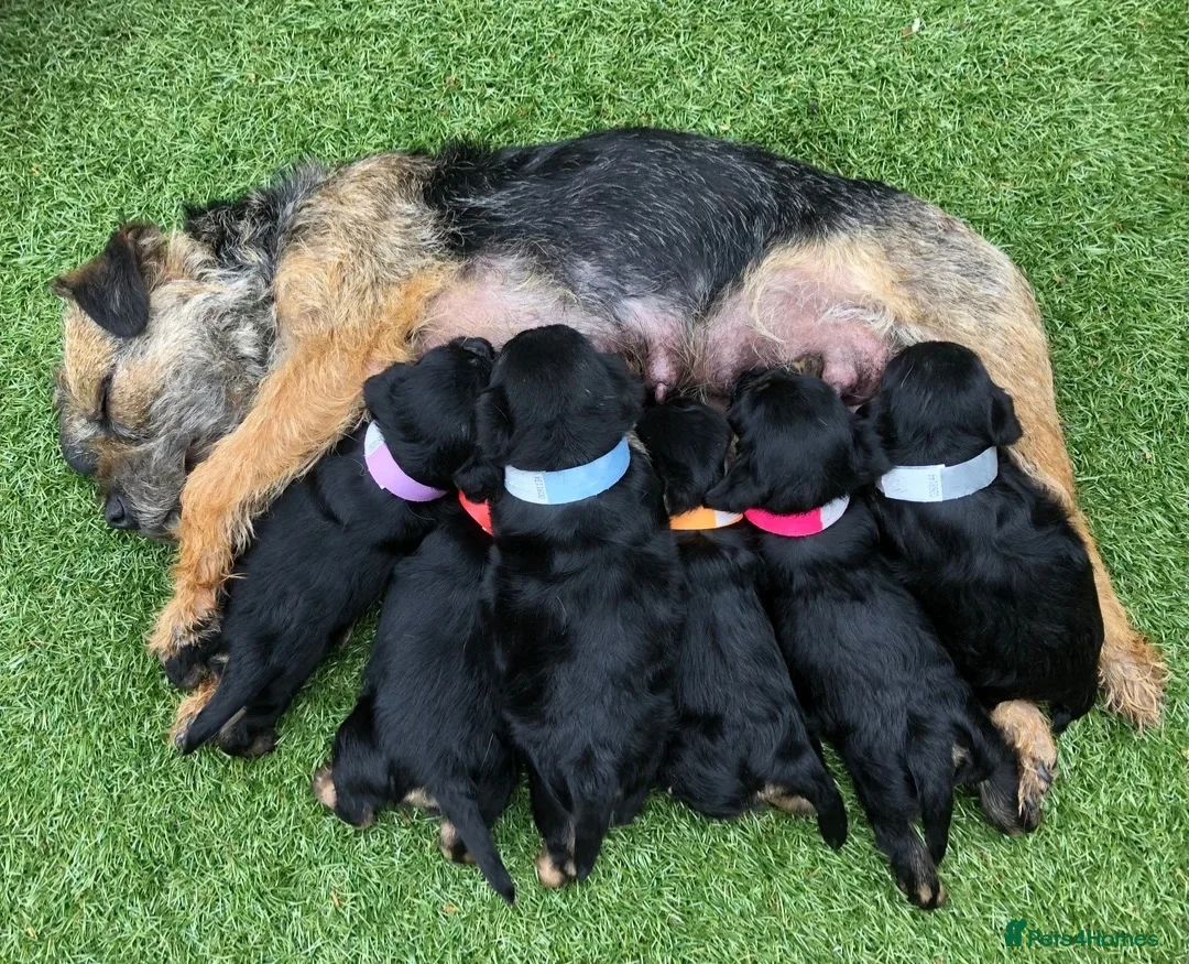 Border Terrier dogs for sale: BORDER TERRIERS PUPPIES - Advert 2