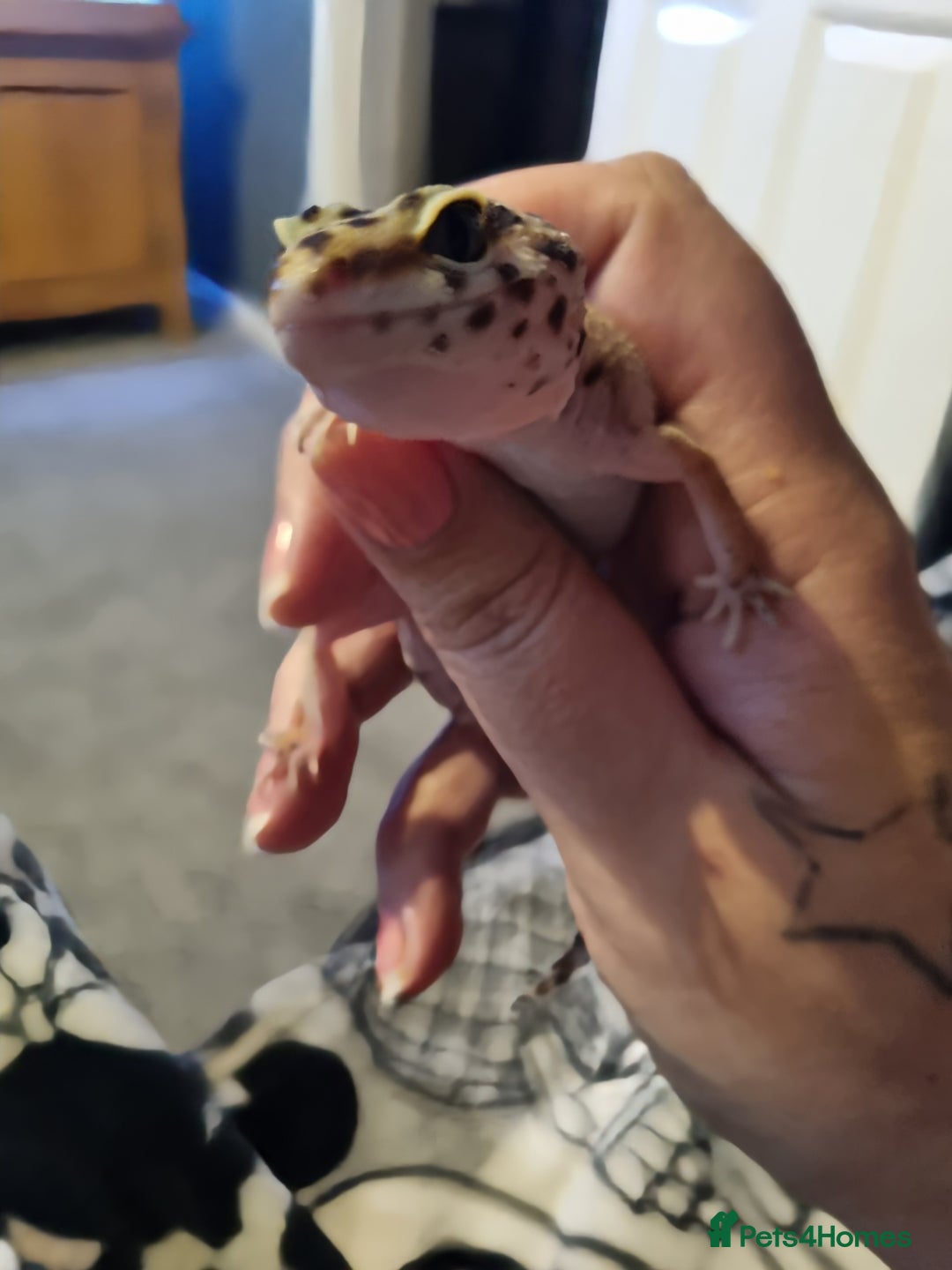 Leopard Gecko reptiles for sale: Leopard Gecko  - Image 2