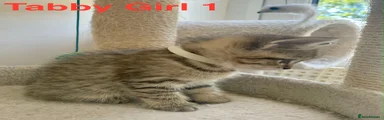 Tabby girl 1
