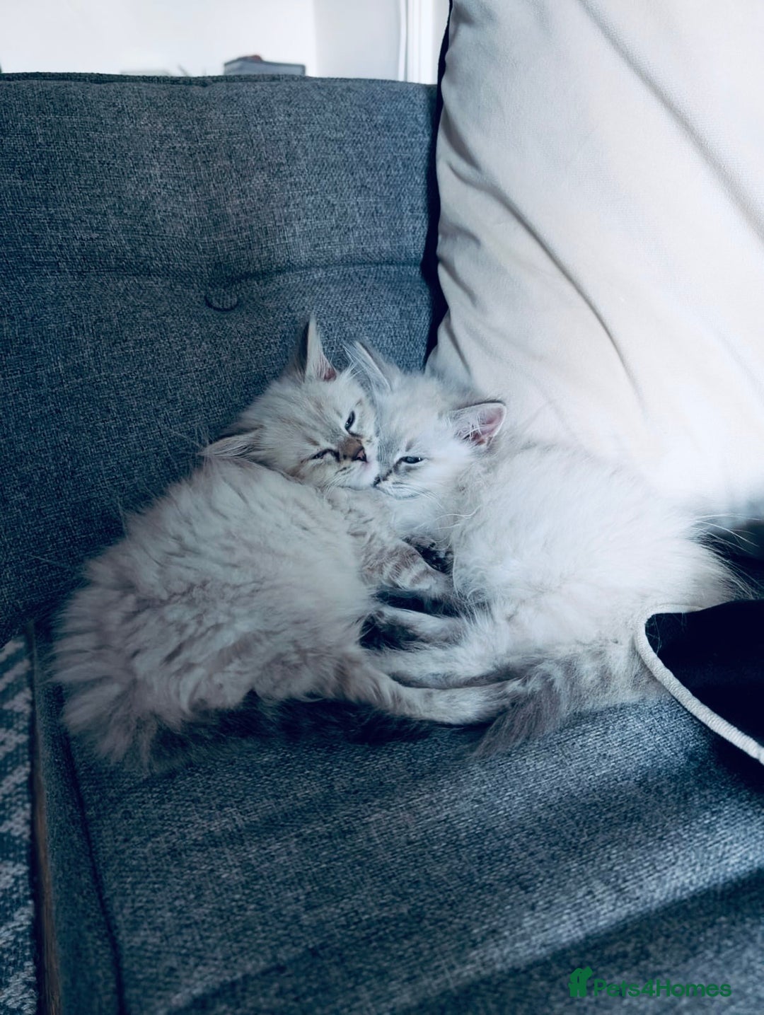 Siberian cats for sale: Adorable Siberian Neva Masquerade Kittens – 5 Boys - Image 6