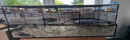 Gerbil rodents for sale: 2 lovely gerbils with cage/tank for sale.  - Advert 2