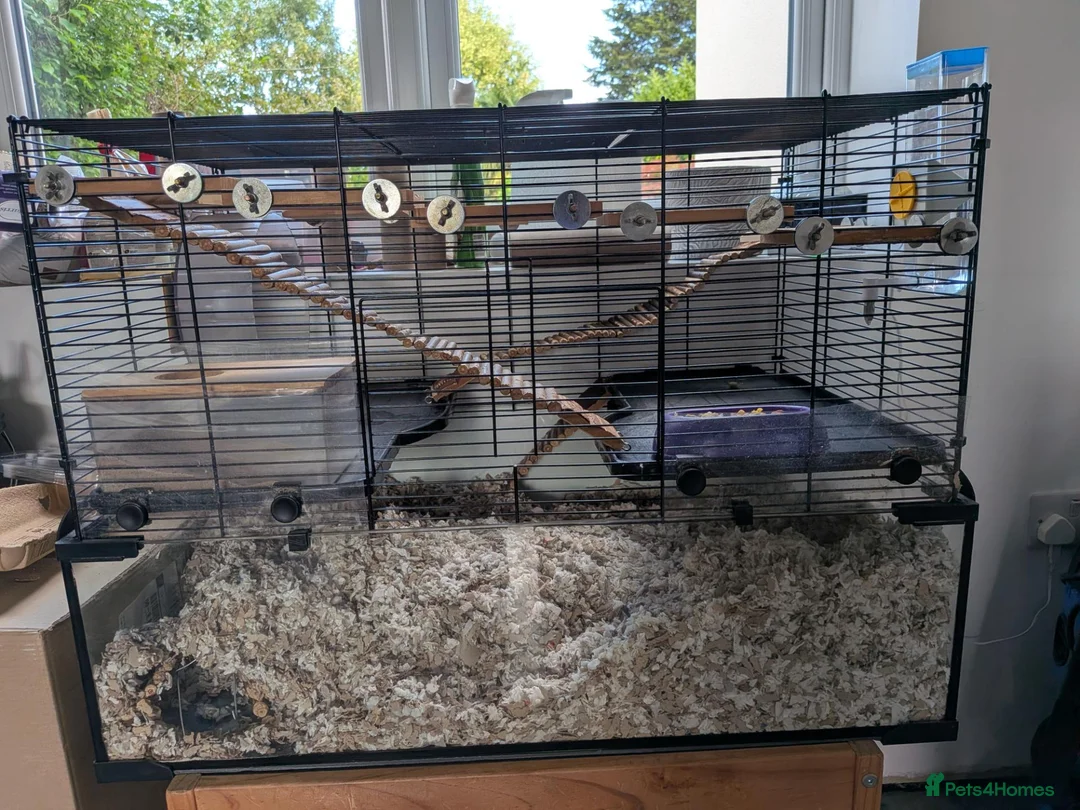 Gerbil rodents for sale: 2 lovely gerbils with cage/tank for sale.  - Advert 2