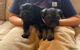 Miniature Schnauzer dogs for sale: Kc registered miniature schnauzer Bva eye test - Image 15