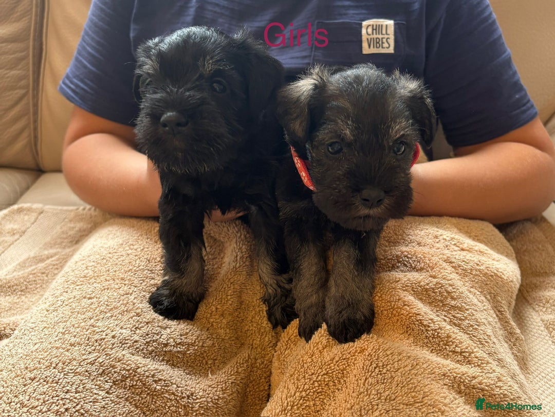 Miniature Schnauzer dogs for sale: Kc registered miniature schnauzer Bva eye test - Image 15