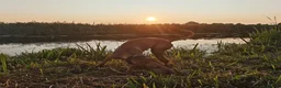 Hungarian Vizsla dogs for sale: Beautiful pedigree Hungarian vizsla litter of 9  - Advert 8