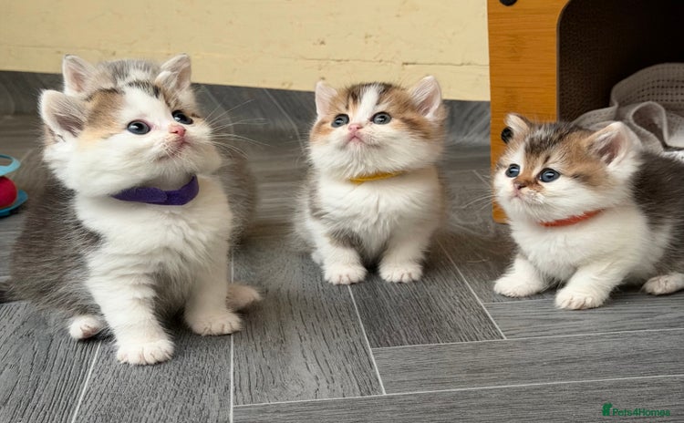 British Shorthair cats - Advert 5