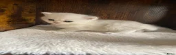 British Shorthair cats for sale: Silver pedigree British Shorthair kittens  - Advert 17