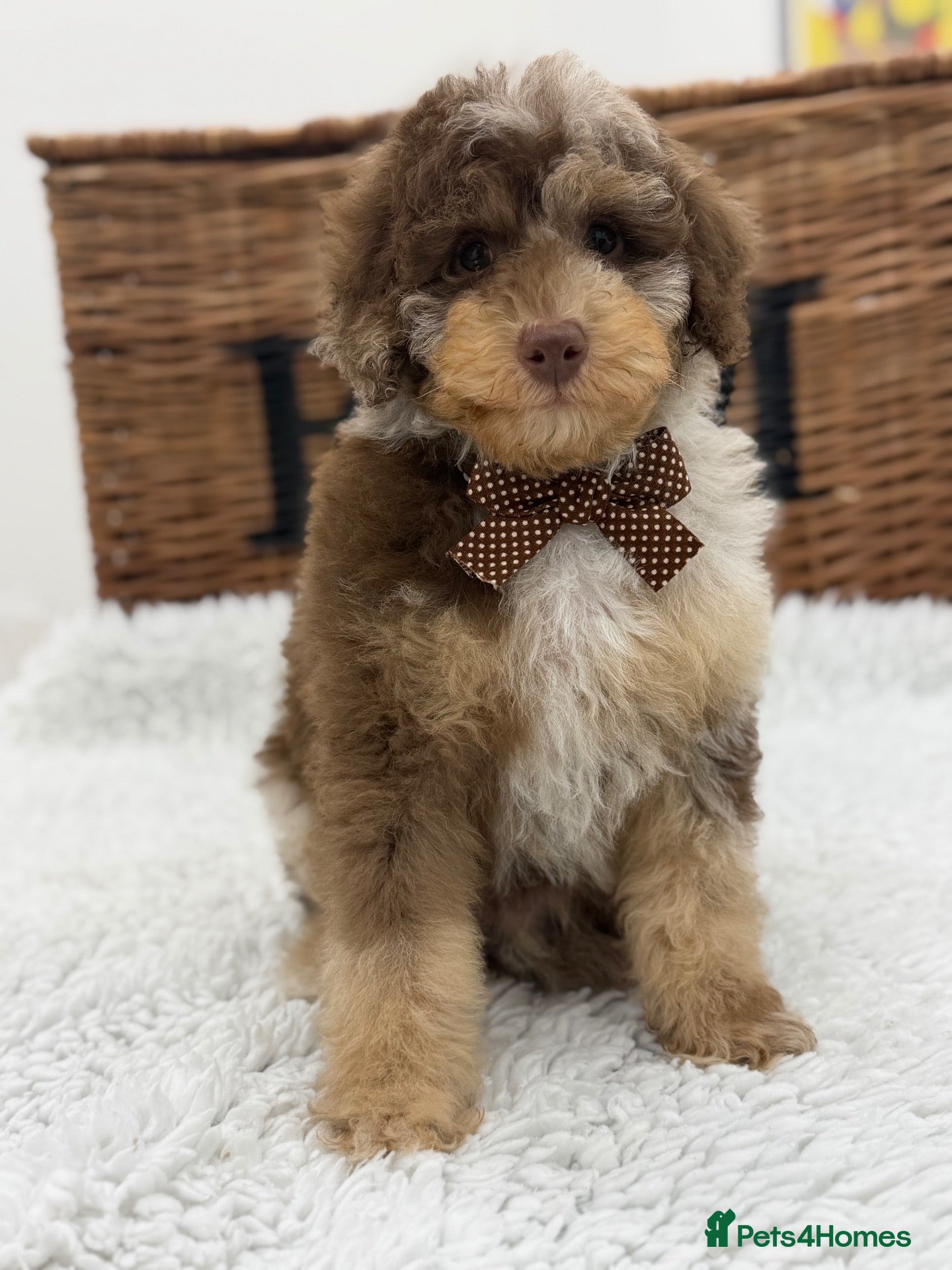 Toy Poodle dogs Fully  health tested toy poodles  - Advert 2