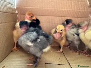 Chickens poultry 1 week old naked necks chicks - Advert 7