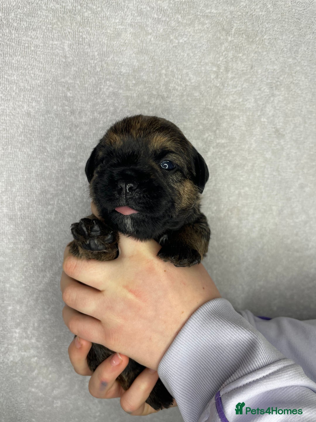 Border Terrier dogs for sale: Beautiful Border Terrier Puppies - Advert 9