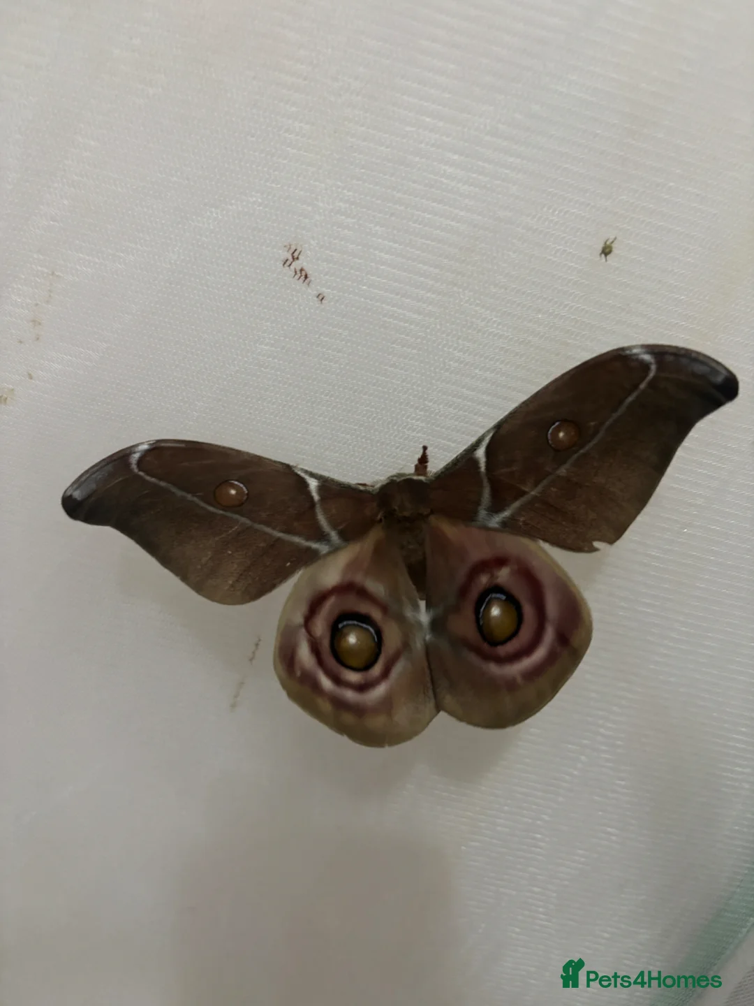 Mixed Breed invertebrates for sale: Madagascan bullseye cocoon - Advert 4