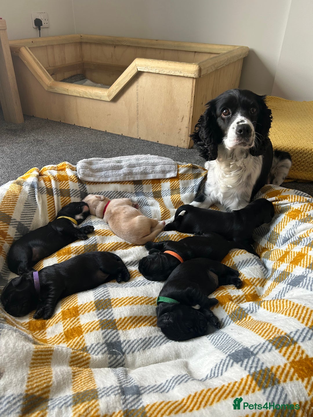 Cockerdor dogs for sale: Cockador Puppies for sale - Image 2