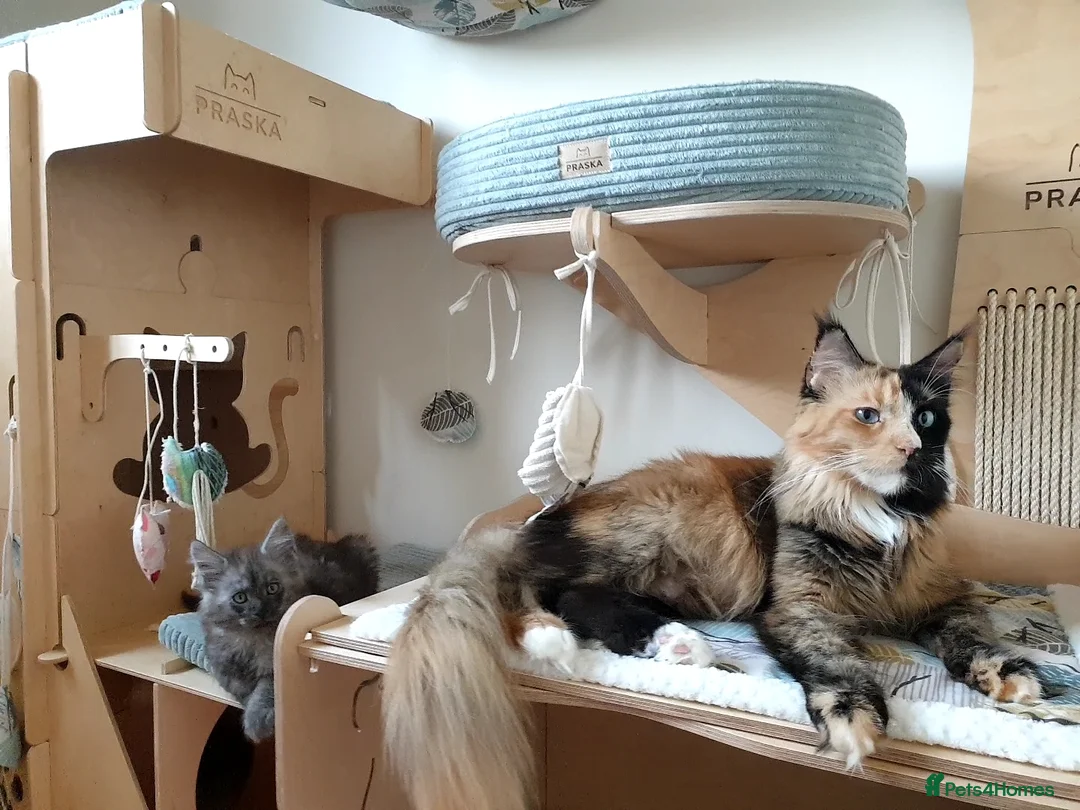 Maine Coon cats for sale: Maine coon girl 💛💙 - Advert 14