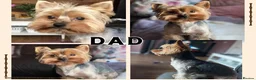 Yorkshire Terrier dogs for sale: Beautiful Female Yorkshire Terrier Puppies 🐶 in Tipton - Advert 2