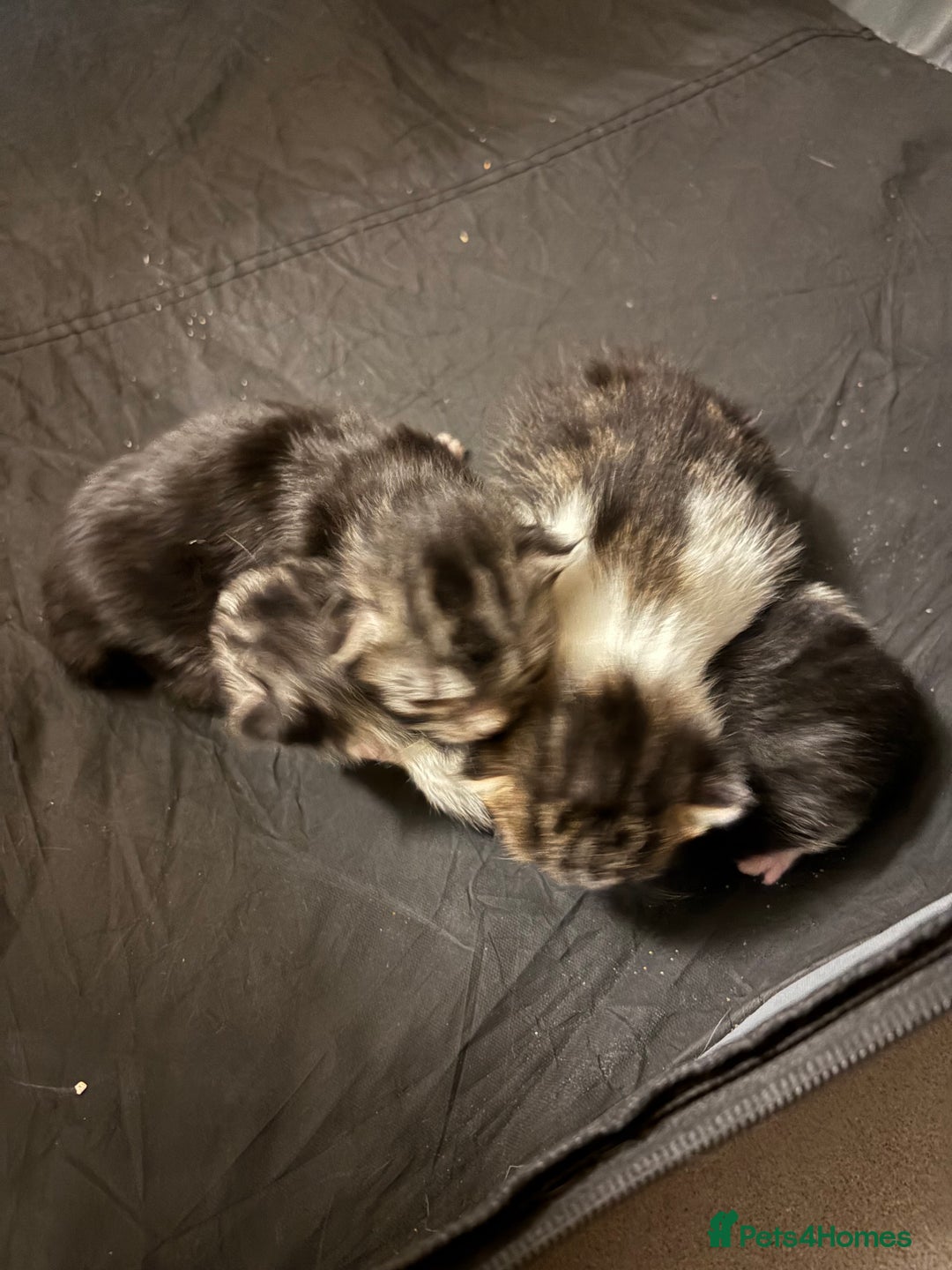 Scottish Fold cats for sale: Scottish fold/mixed - Advert 2