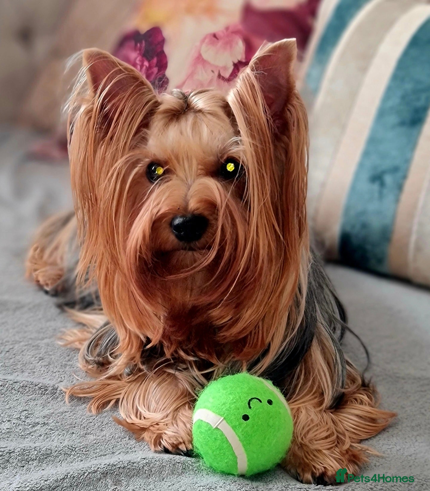Yorkshire Terrier dogs Pedigree miniature Yorkshire terriers puppies  - Advert 15