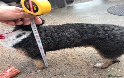 Toy Poodle dogs for stud: Tri Coloured Toy and Miniature studs in Northallerton - Image 9