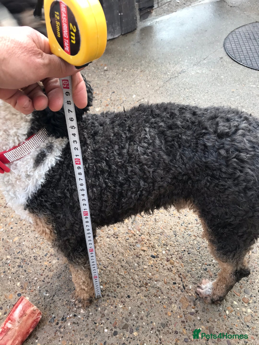 Toy Poodle dogs for stud: Tri Coloured Toy and Miniature studs in Northallerton - Image 9
